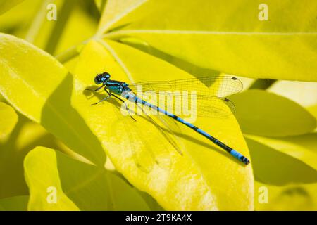 Azure damselfly, Coenagrion puella, on a leaf in a UK garden Stock Photo