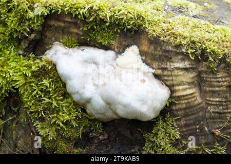 False puffball slime mould (slime mold) Enteridium lycoperdon growing on a tree stump in a UK garden in spring Stock Photo