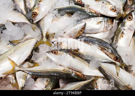 Horse mackerel fish on ice, fresh raw whole chilled, at the fish market, bokeh. Stock Photo