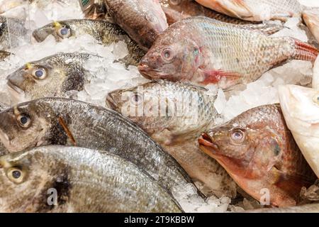 Fresh raw whole fish different chilled on ice, at the fish market. Red snapper, tilapia, Stock Photo