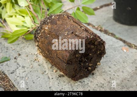 Detail of the root system of a pot-bound or root-bound plant. Replanting a root bound plant, UK Stock Photo