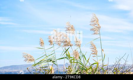 Top part of phragmites australis water reed stems with leaves and seed heads against the sky in the wind at wetland grass. Stock Photo