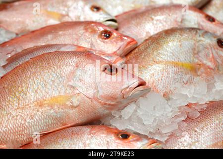 Red snapper, fresh fish on ice at fish market Stock Photo