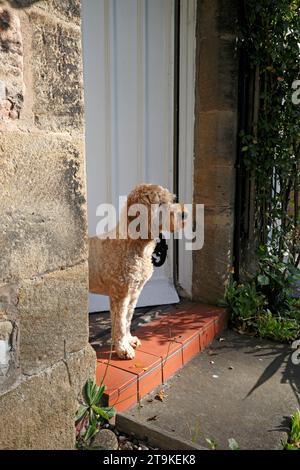 Cockerpoo guard dog. Family dog looking out of the front door of a stone cottage, Stock Photo