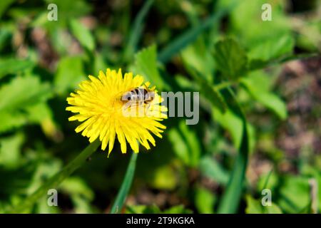 A bee is seen resting on a vibrant yellow dandelion flower in a field. Stock Photo