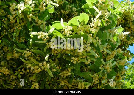 A tree branch featuring small yellow flowers nestled among vibrant green leaves. Flowers of linden tree. Branches of blooming linden. Stock Photo