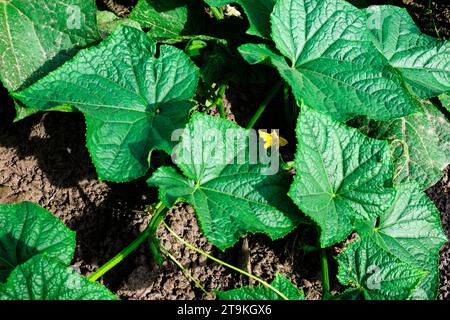 The image shows a close-up of a cucumber plant with large green leaves and a small yellow flower growing in a garden with dark soil. Stock Photo
