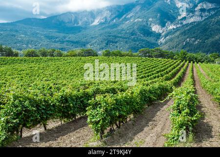 Vines bushes on plantation, grapes grow in mountainous area against background of rocks Stock Photo