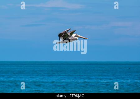 Pelican flying in the blue sky over the ocean Stock Photo