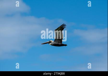 Pelican flying in the blue Stock Photo