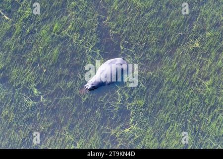 Aerial Telephoto shot of an hippopotamus that is partically submerged in the Okavango Delta Wetlands in Botswana. Stock Photo