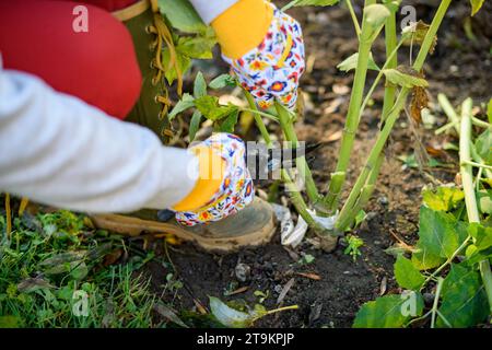Woman using pruning shears to cut back dahlia plant foliage before digging up the tubers for winter storage. Autumn gardening jobs. Overwintering dahl Stock Photo