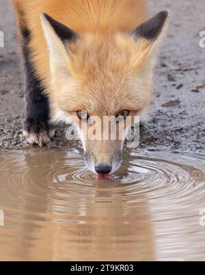 Red fox (Vulpes vulpes) drinking water from a puddle in autumn Stock Photo