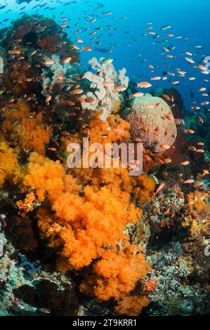 Coral reef scenery with soft corals (Scleronephthya sp.) and gorgonian.  Komodo National Park, Indonesia.  (Digital capture). Stock Photo