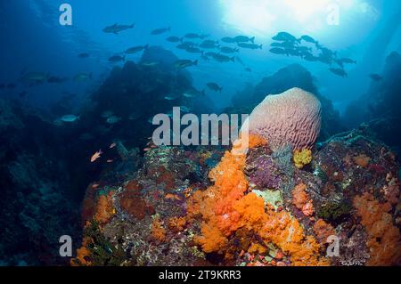 Coral reef scenery with Barrel sponge (Xestospongia sp.), soft coral (Scleronethphya sp.) and a school of snappers in background.  Komodo National Par Stock Photo