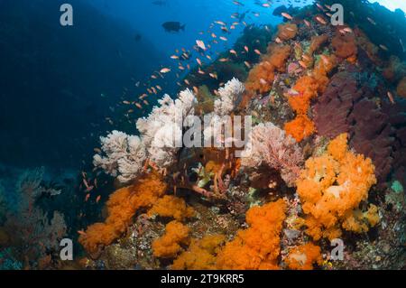 Coral reef scenery with  soft coral (Scleronethphya sp.) and gorgonians.  Komodo National Park, Indonesia.  (Digital capture). Stock Photo