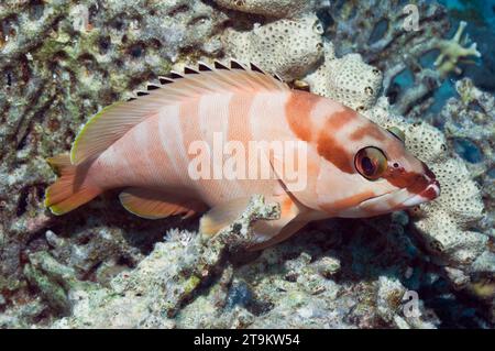 Blacktip grouper (Epinephelus fasciatus) perched on corals.  Egypt,  Red Sea. Stock Photo