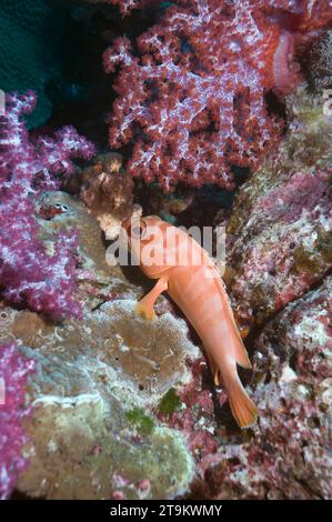 Blacktip grouper (Epinephelus fasciatus) perched on coral rock with soft coral.  Andaman Sea, Thailand. Stock Photo