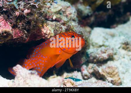 Coral hind (Cephalopholus miniata) juvenile.  Raja Ampat, West Papua, Indonesia. Stock Photo