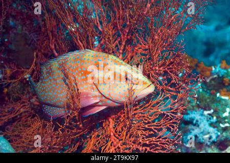 Coral hind (Cephalopholus miniata).  Raja Ampat, West Papua, Indonesia. Stock Photo