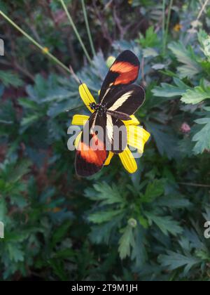 Butterfly Eresia lansdorfi - Popular Name: Lansdorf's Crescent also known as (Falsa eratus), because it looks a lot like the species Heliconius erato Stock Photo