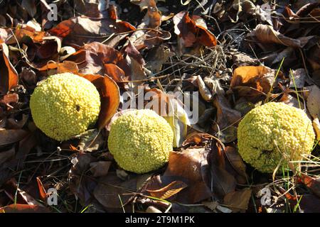 Three Osage oranges on the ground with fallen leaves in Long Grove, Illinois Stock Photo