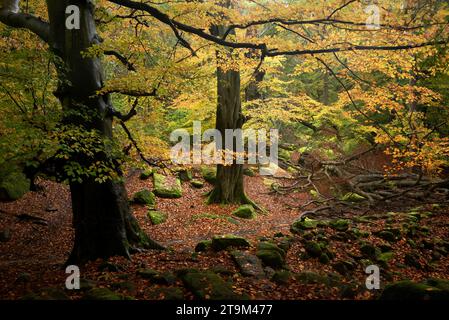 Stunning Autumn landscape image of woodland and golden leaves and river running through deep valley below Stock Photo