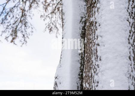 Bavaria, Germany - November 26, 2023: Bark covered with snow from a tree *** Mit Schnee bedeckte Rinde von einem Baum Stock Photo