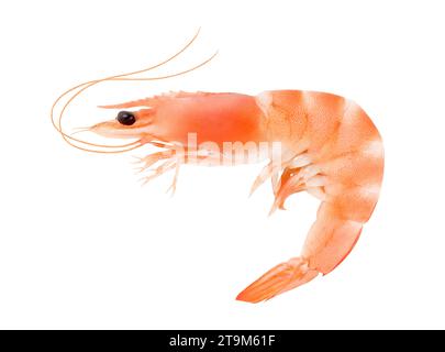 Shrimp whole unpeeled, cooked isolated on a white background with clipping path. Full depth of field. Stock Photo