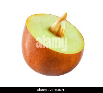 Ziziphus cut with bone inside, close-up macro view, isolated on white background with clipping path Stock Photo