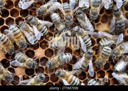 Close-up of worker bees working on a honeycomb frame Stock Photo