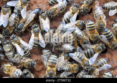 Close-up of worker bees working on a honeycomb frame Stock Photo