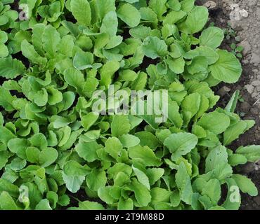 Seedlings of early radish grown in a greenhouse Stock Photo