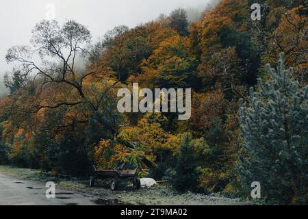 Old wooden dray on the road in Carpathian mountains after rain. Autumn rural landscape. Autumn forest in fog and road to the village. Stock Photo