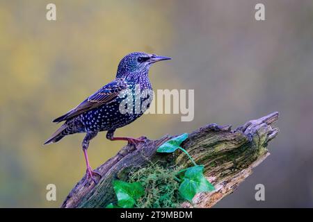 Starling, Sturnus vulgarus, perched on a moss covered branch with Ivy leaves Stock Photo