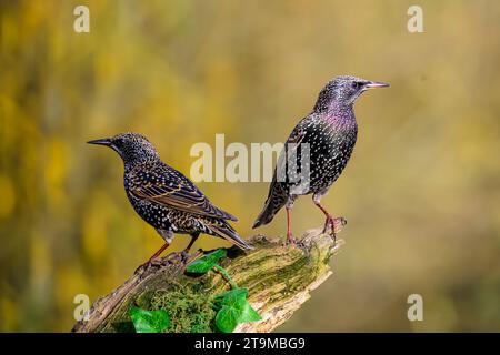 Starlings, Sturnus vulgarus, perched on a moss covered branch with Ivy leaves Stock Photo