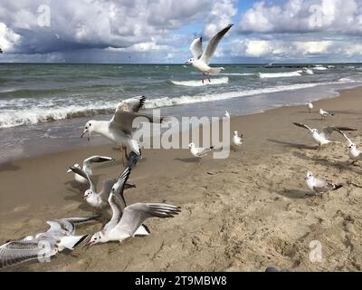 Seascape with some white seagulls on the sand beach and in the sky against foamed sea surf under heavy cumulonimbus on the sky till horizon in windy d Stock Photo
