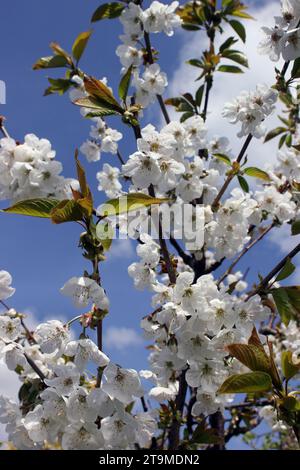 White scented blossom on 'Morello' sour cherry tree Prunus cerasus Morello in spring Stock Photo