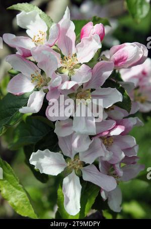 May blossom on a Bramley Apple Tree Stock Photo