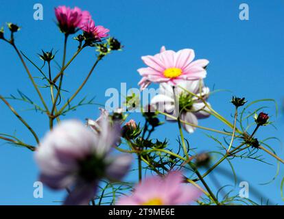 Pink Cosmos flowering plants against a pure blue October sky Stock Photo