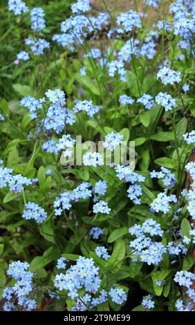 A blue carpet of spring flowering forget-me-nots (Myosotis sylvatica) Stock Photo