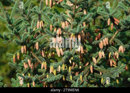 Lijiang spruce tree with clusters of cones on branches in early autumn Stock Photo