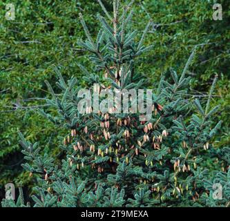 Lijiang spruce tree with clusters of cones on branches in early autumn Stock Photo