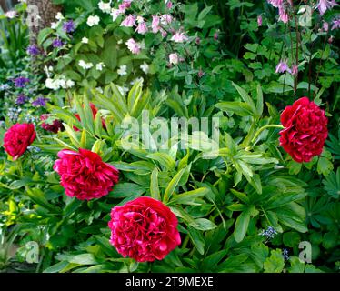 Crimson red Peony (Paeonia) flowers against a background of Aquilegia growing in an English garden Stock Photo