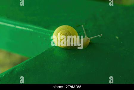small yellow snail on green background, waterfall Ladjevac, Raca Monastery, Serbia Stock Photo