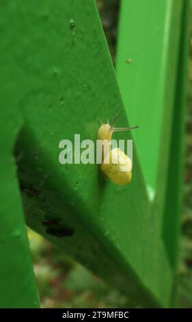 snail or gastropod with shell, small animals and molluscs with antennae ...
