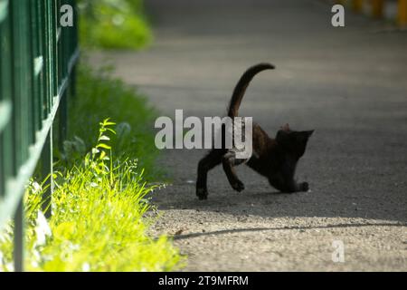 Kitten playing outside. Black kitten. Homeless animal. Small pet. Stock Photo