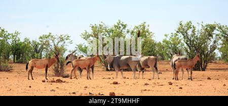 A small herd of Red Hartebeest and Common Eland standing on the dry African plains in Etosha National Park, Namibia Stock Photo