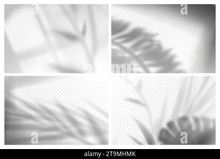 Realistic palm and monstera leaves with shadow overlay effects on transparent background. Sunlight from window and gray shades of tropical plants foliage on wall. Room with floral or tree branches. Stock Vector