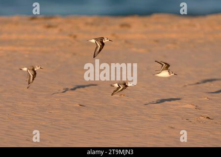 Small flock of Sanderlings (Calidris alba) flying over the beach at Tarifa in southern Spain. Stock Photo